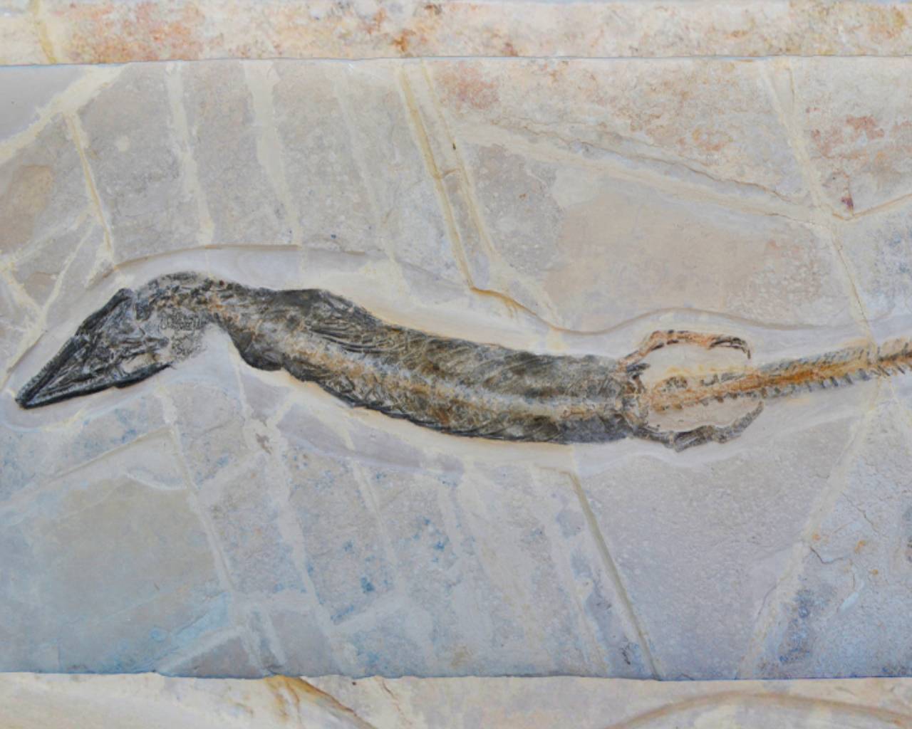 Conferencia “Los Antiguos Depredadores Marinos de México”