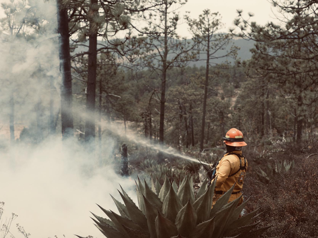 incendios forestales