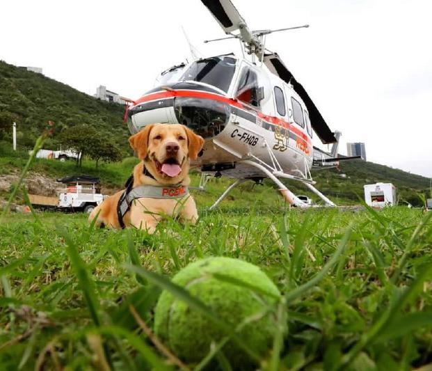 Alista “Joe”, perro rescatista de PC, su jubilación