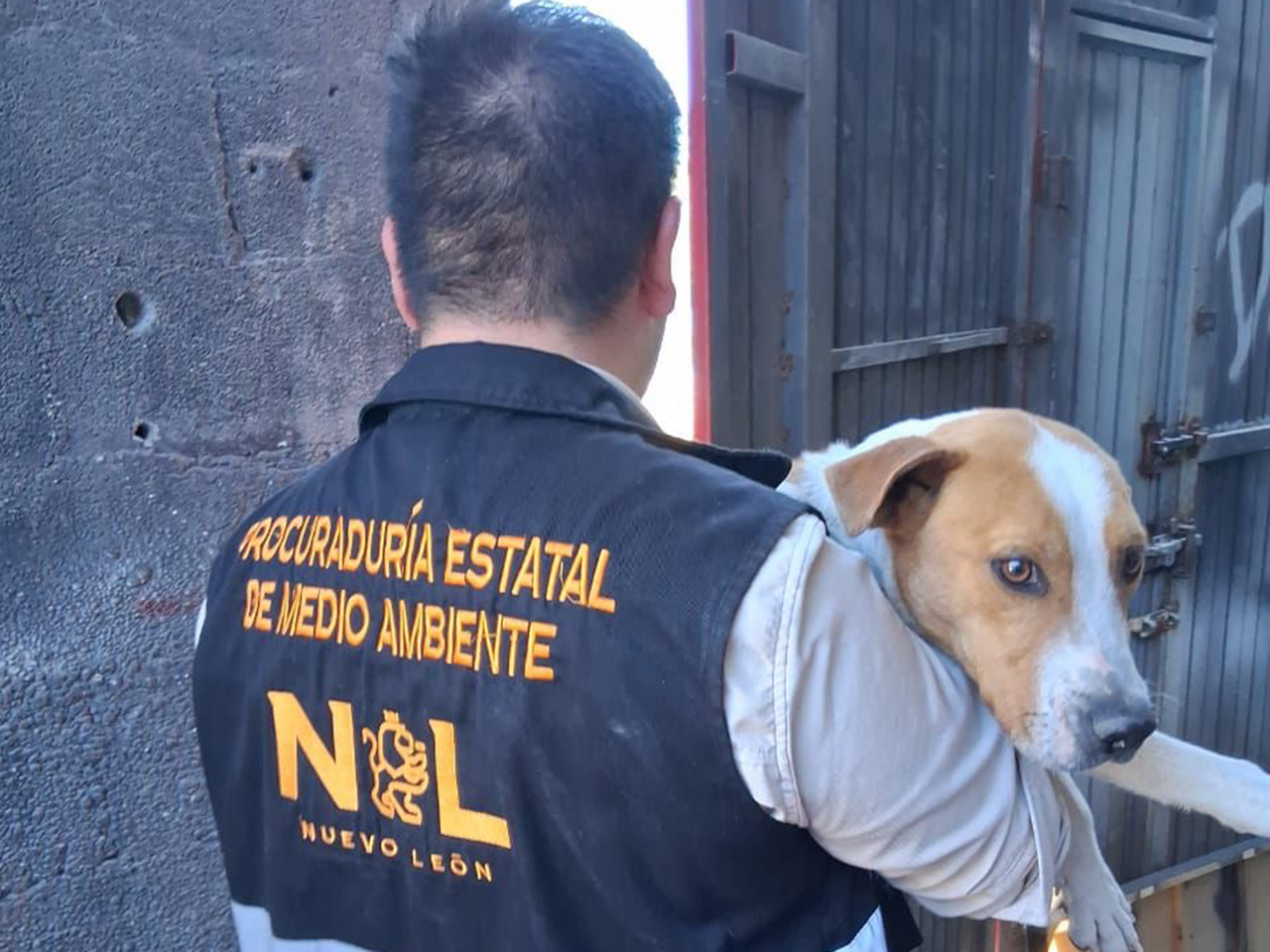 Nueva División Ambiental rescata y resguarda 5 caninos en situación de maltrato en Monterrey, Juárez y Guadalupe