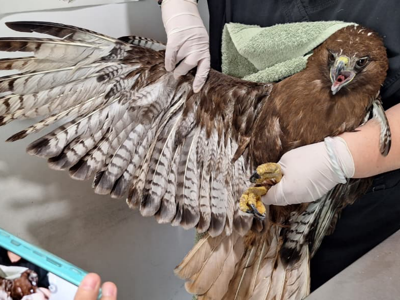 Nueva División Ambiental rescata Halcón Cola Roja y lo traslada a UMA para su valoración