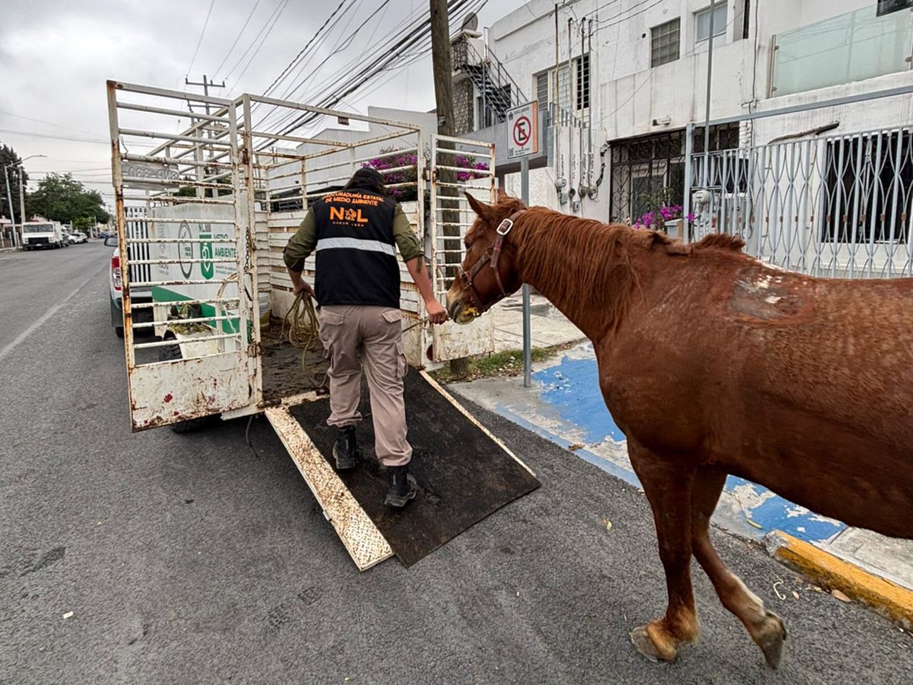 Nueva División Ambiental rescata equinos en condiciones de maltrato en Monterrey
