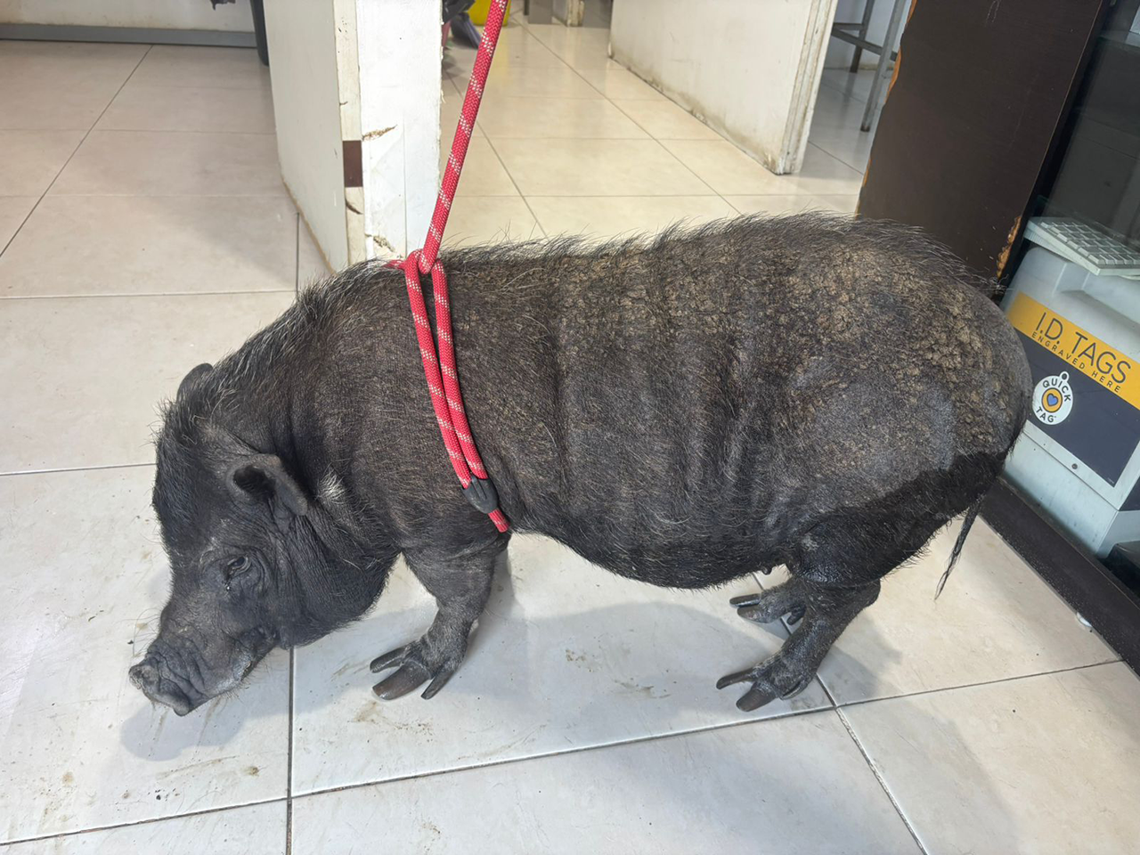 Nueva División Ambiental actúa contra el maltrato animal con rescates en distintos municipios