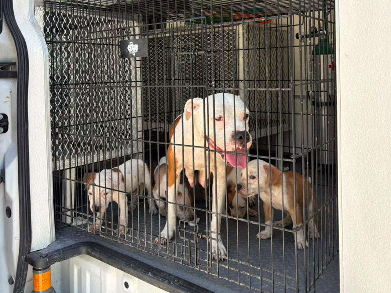 División Ambiental resguarda siete ejemplares caninos tras reporte ciudadano en Monterrey