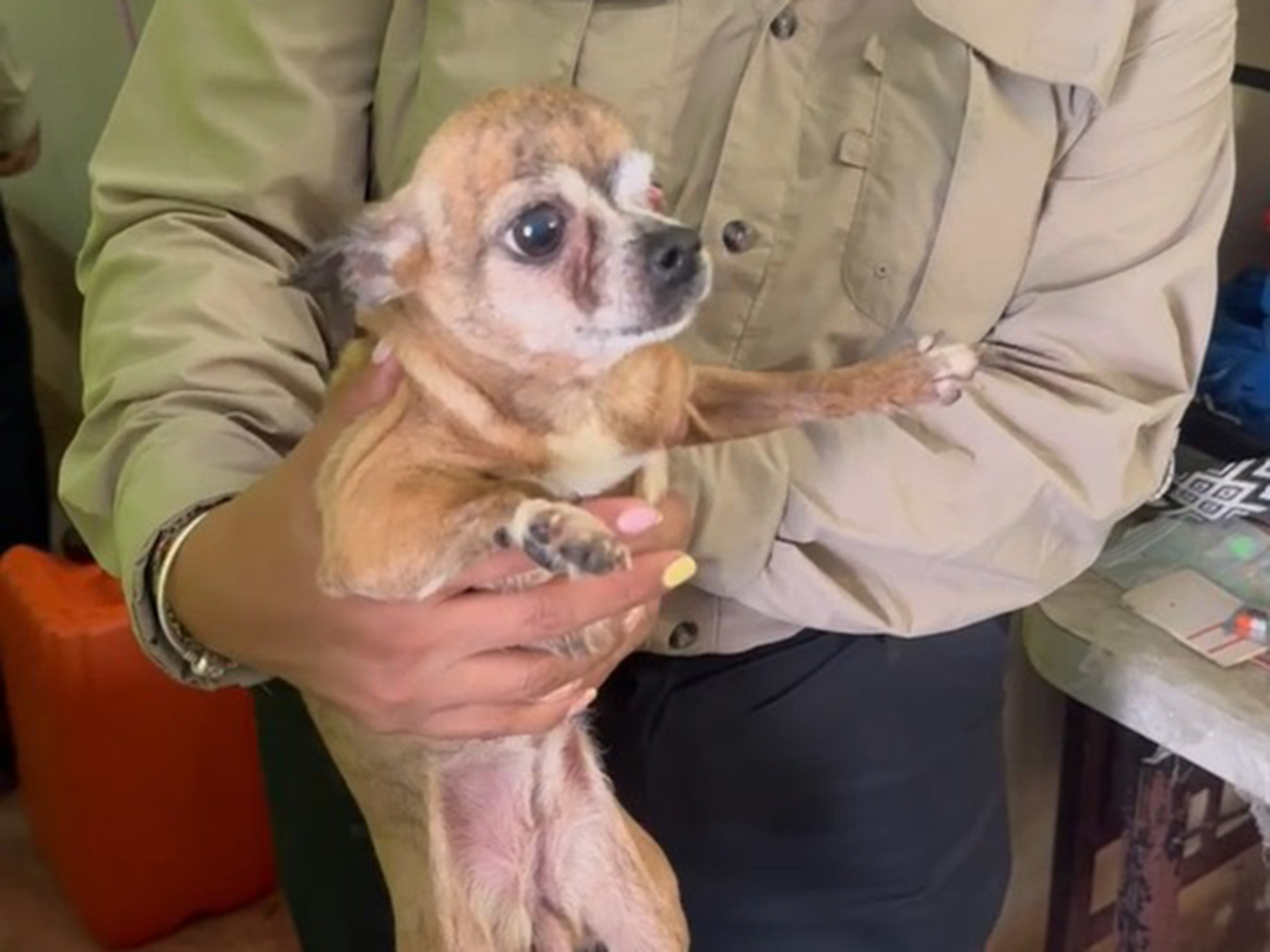 Nueva División Ambiental resguarda a 16 perritos en San Nicolás tras hospitalización de su dueña