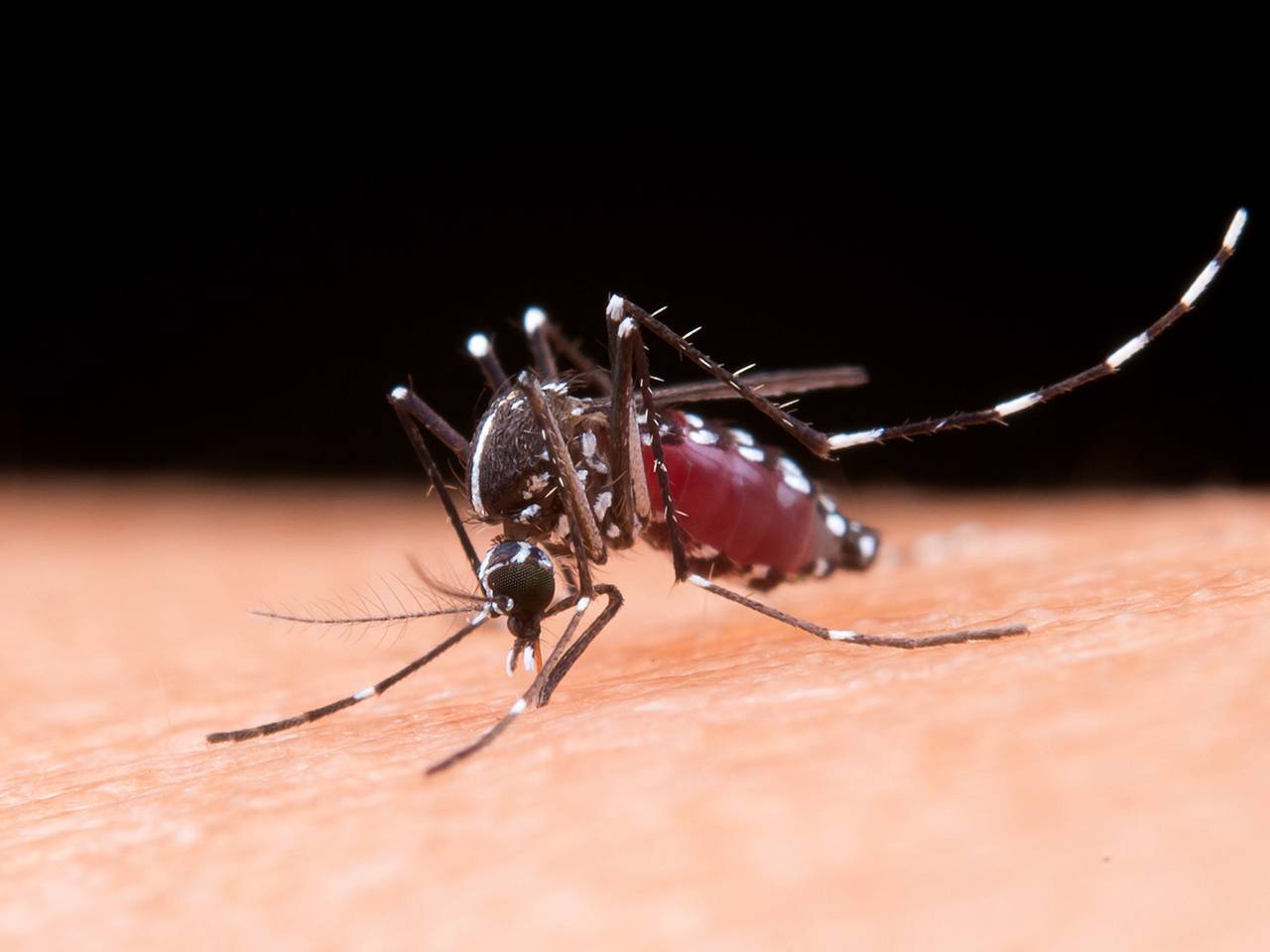 Dengue