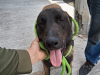 Nueva División Ambiental resguarda a perrito lesionado con machete en Apodaca