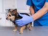 Campaña de esterilización y vacunación antirrábica